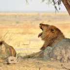 Hitchhiking in Botswana: North