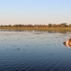 Hitchhiking in Botswana: Maun