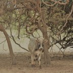 Where to go after Ireland? “A vaca foi pro brejo?”