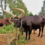 Hitchhiking in Rwanda: Nyanza