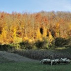 First impressions of Seča Reka