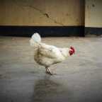 Hitchhiking in Uganda: Kisoro