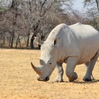 Hitchhiking in Botswana: Khama Rhino Sanctuary, Paje.