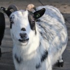 Hitchhiking in Germany: leaving to the Netherlands