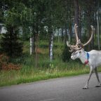 Hitchhiking in Finland: on my way to the Arctic Circle