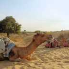 Desert Camel Safari and Holi, India