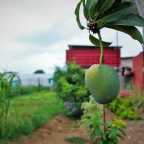 Volunteer work in India: Jaipur