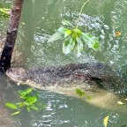 Hitchhiking in Singapore: Botanical Gardens and Sungei Buloh Wetland Reserve