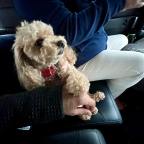 Hitchhiking in Japan: Kagoshima (Ebino) to Tottori (Daisen)